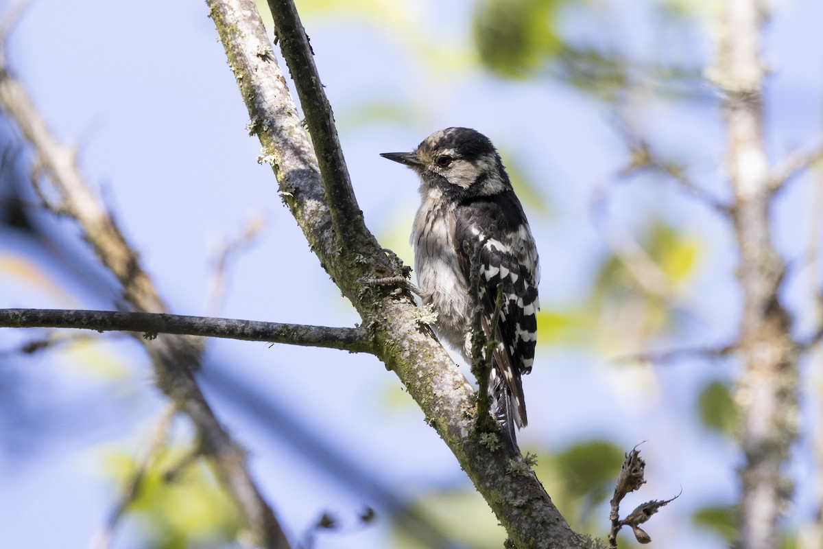 Lesser Spotted Woodpecker - ML621068490
