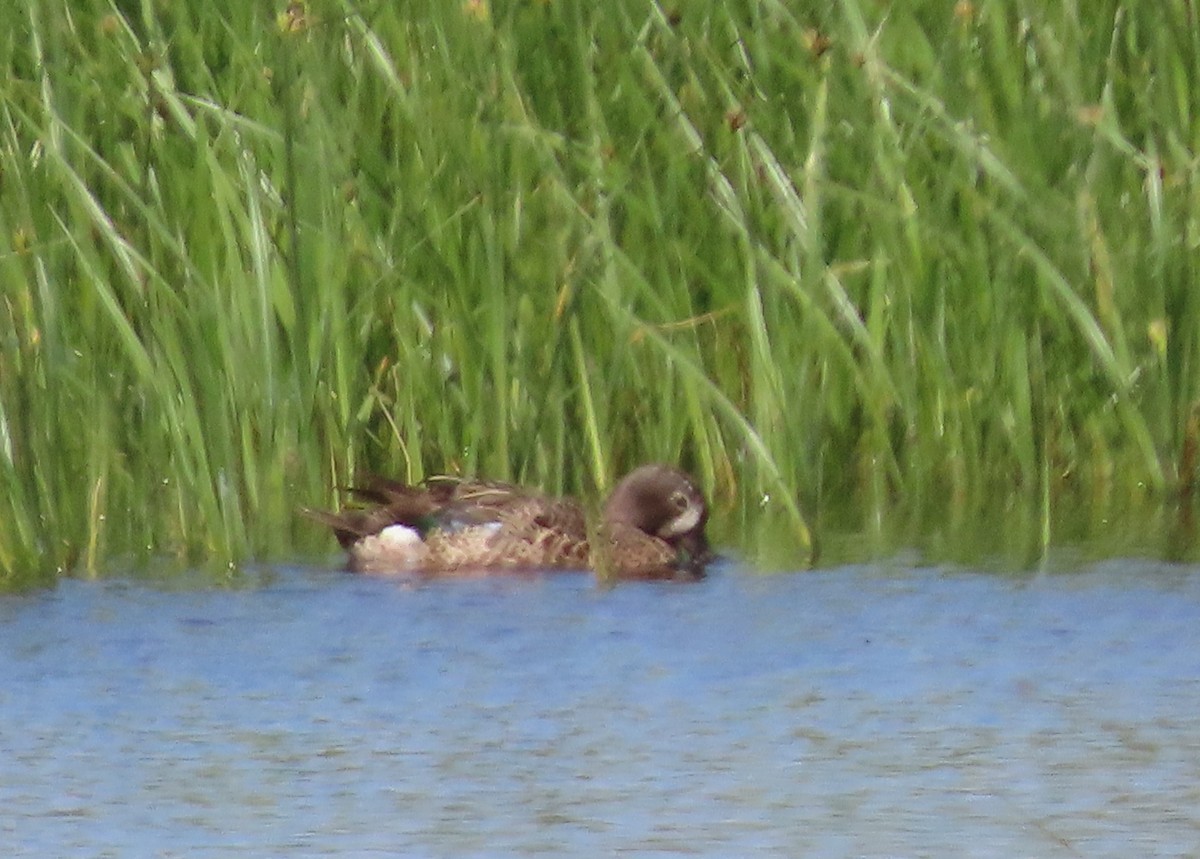 Blue-winged Teal - ML621068496