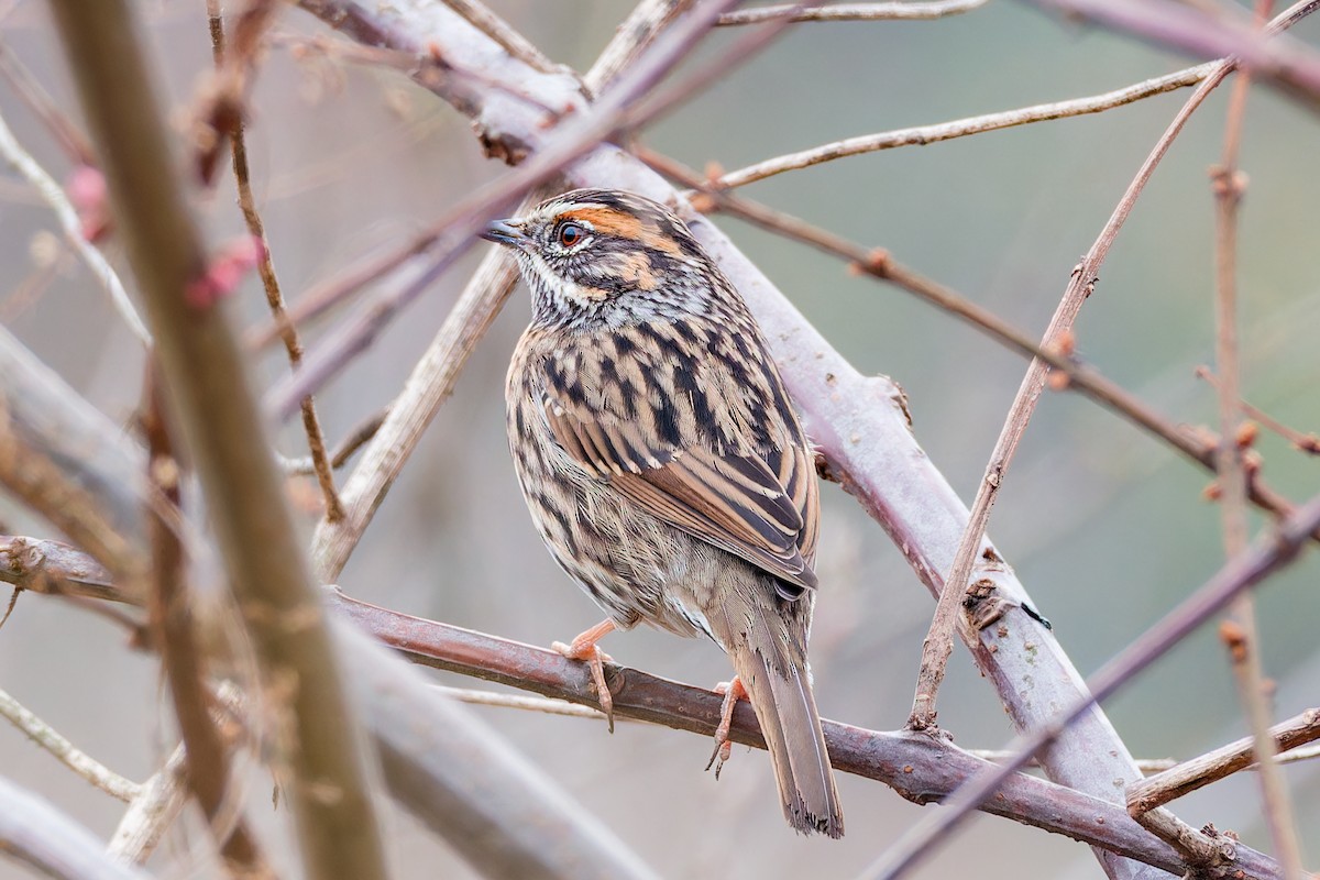 Rufous-breasted Accentor - ML621068519