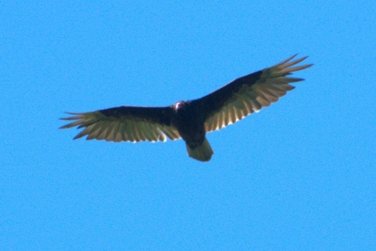 Turkey Vulture - ML621068521