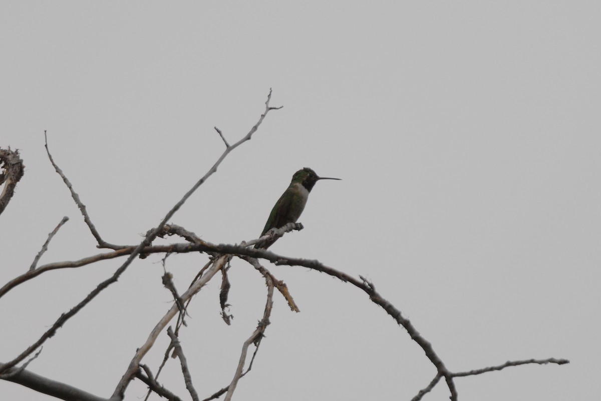 Broad-tailed Hummingbird - ML621068533