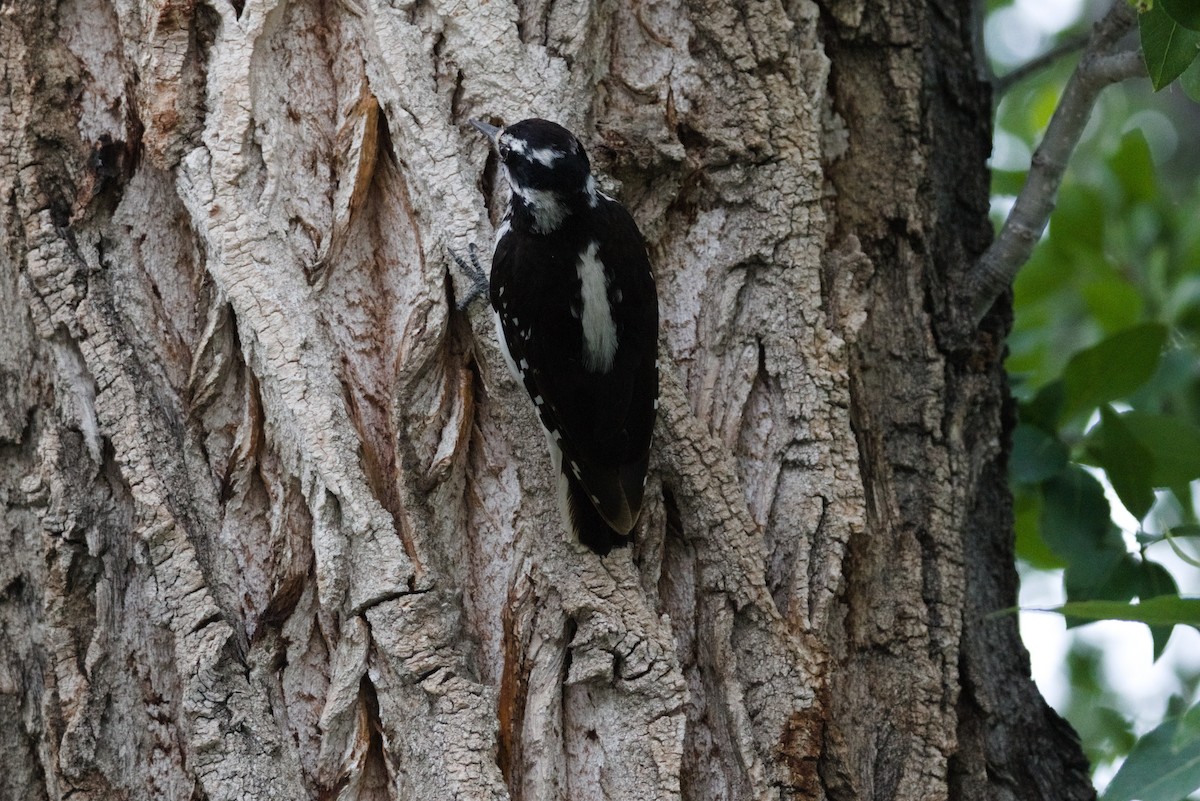 Hairy Woodpecker - ML621068536