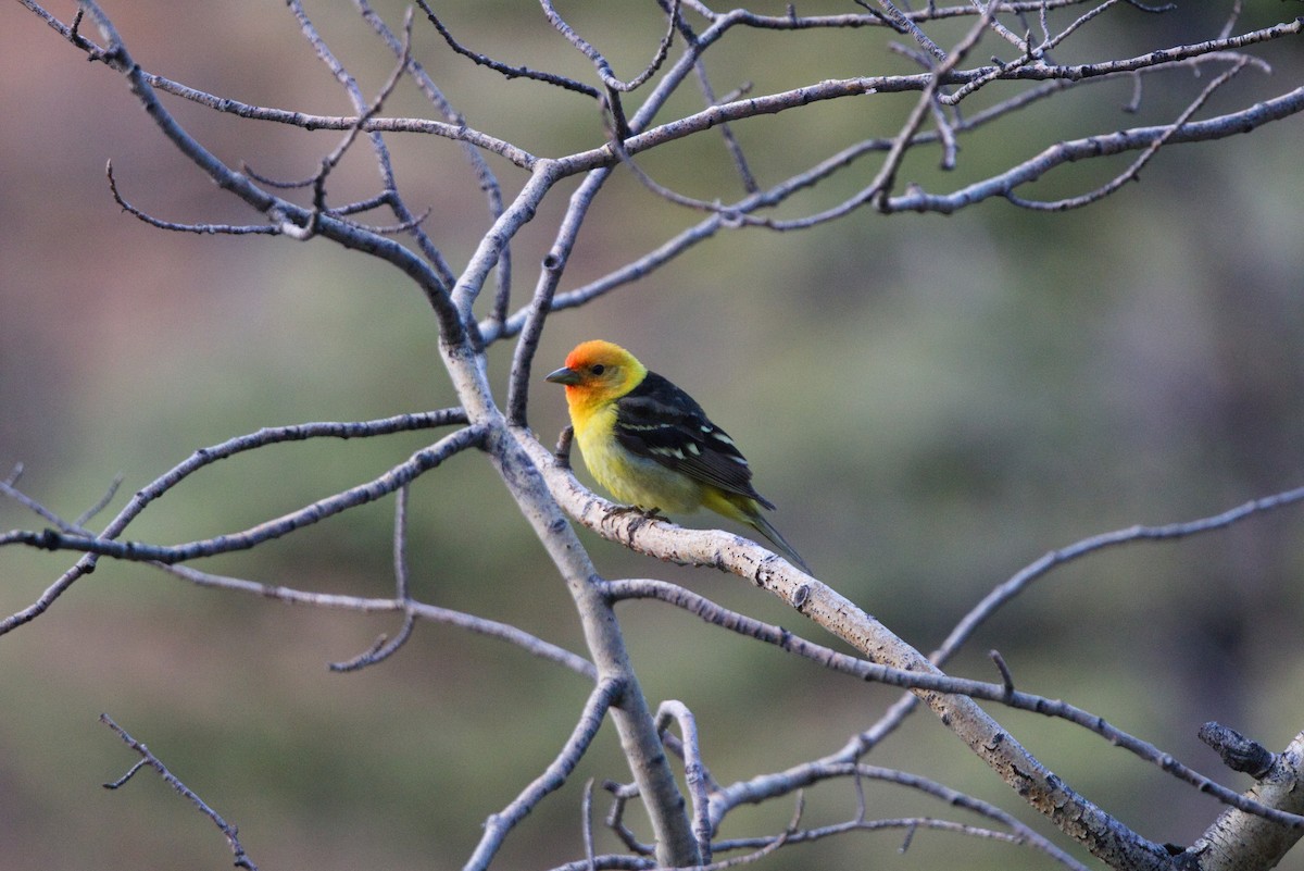 Western Tanager - ML621068574