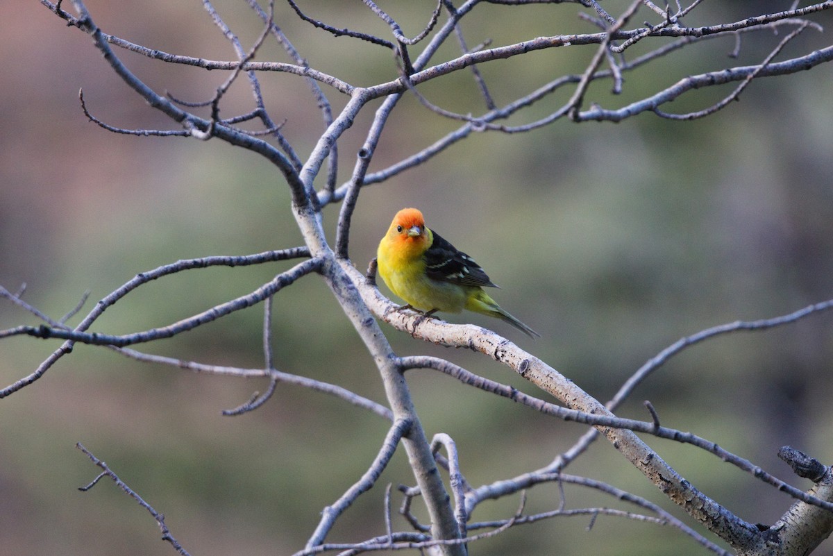 Western Tanager - ML621068575