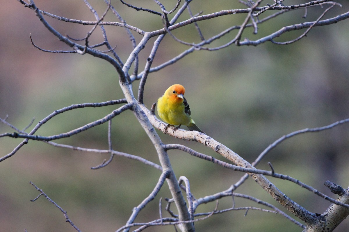 Western Tanager - ML621068576