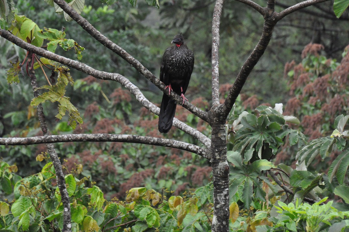 Crested Guan - ML621068653