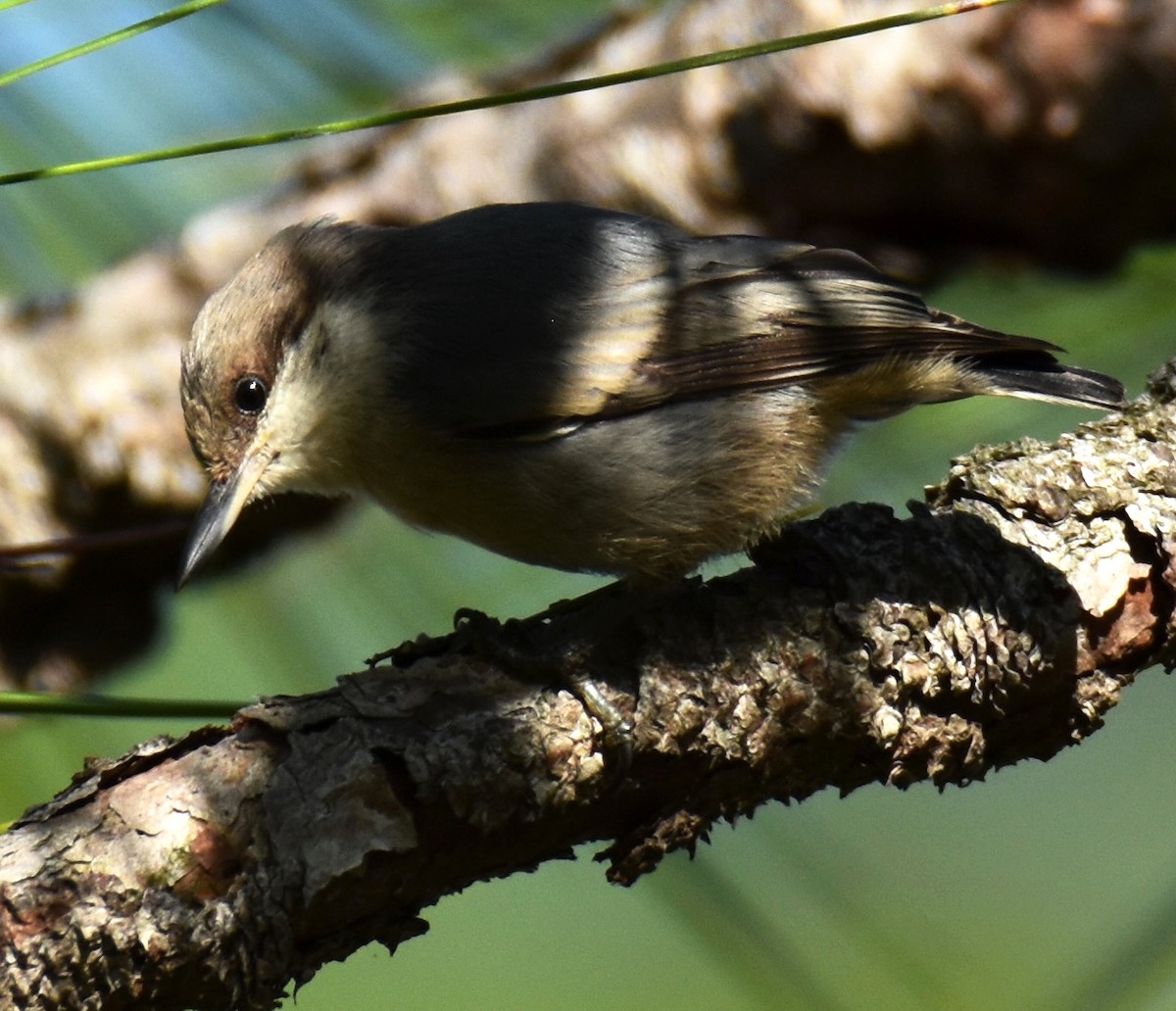 Brown-headed Nuthatch - ML621068686