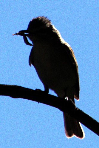 Warbling Vireo - ML621068701