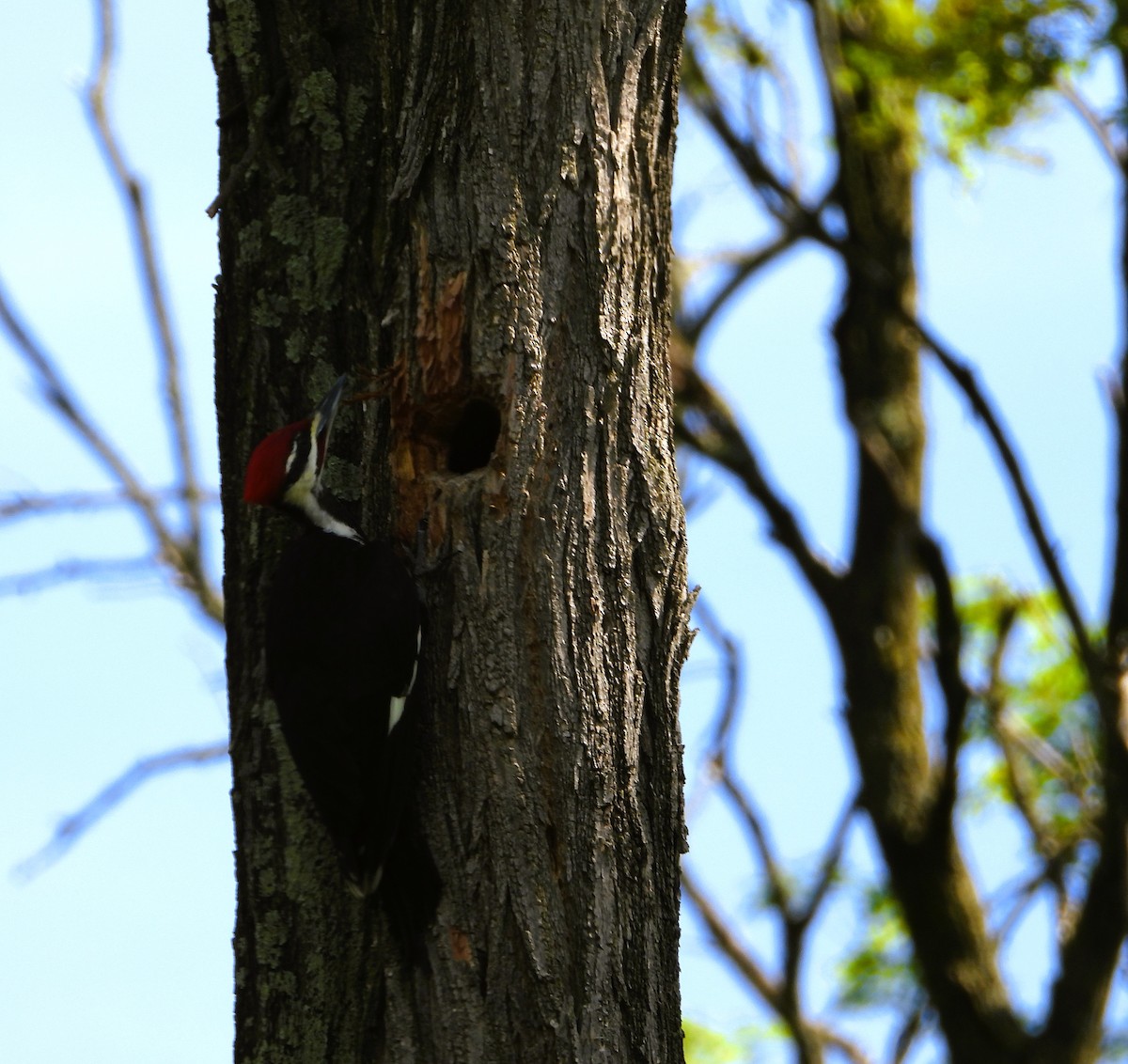 Pileated Woodpecker - ML621068703