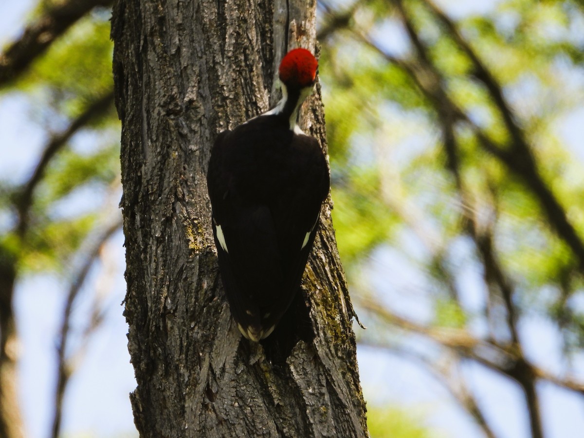Pileated Woodpecker - ML621068708