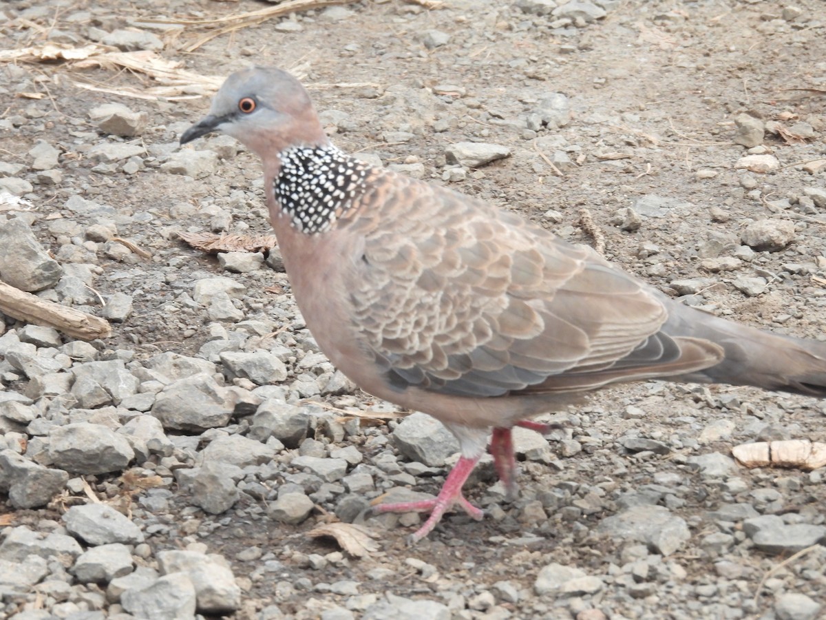 Spotted Dove - ML621068747