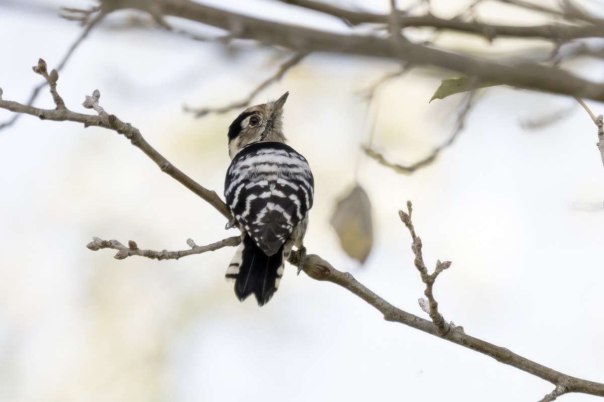 Lesser Spotted Woodpecker - ML621068751