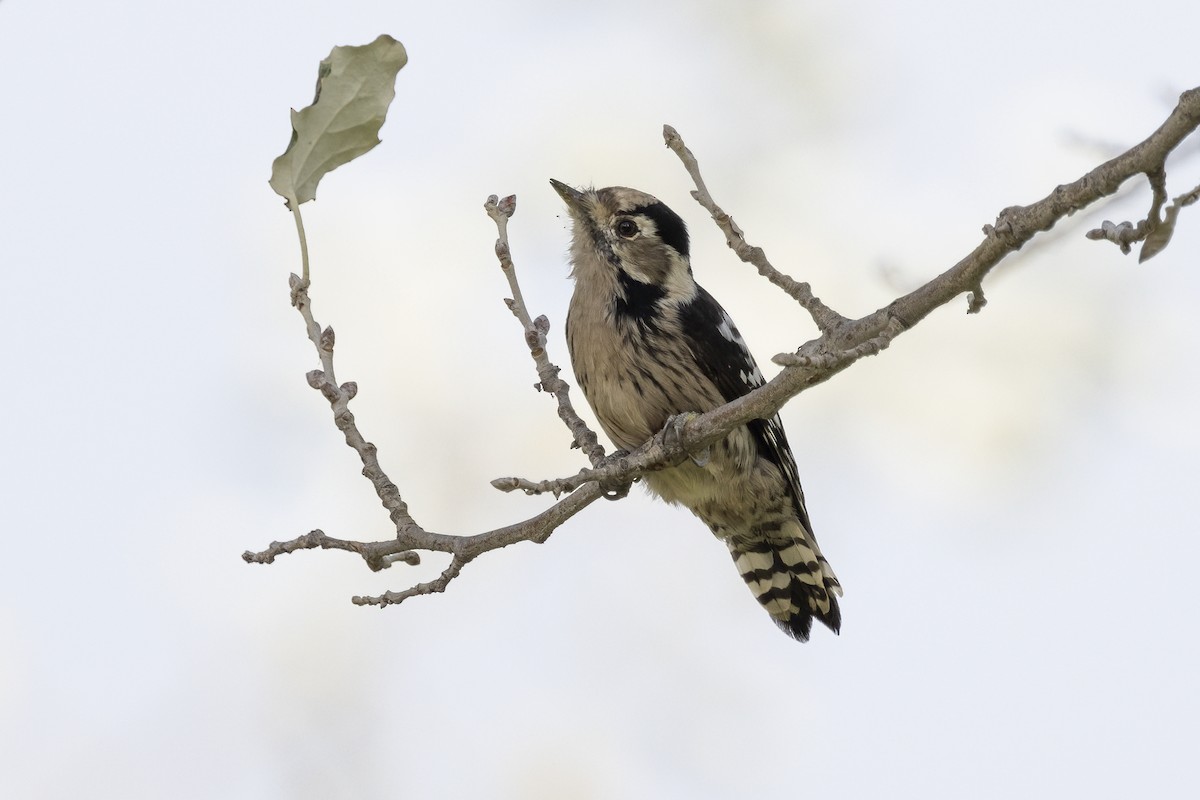 Lesser Spotted Woodpecker - ML621068752