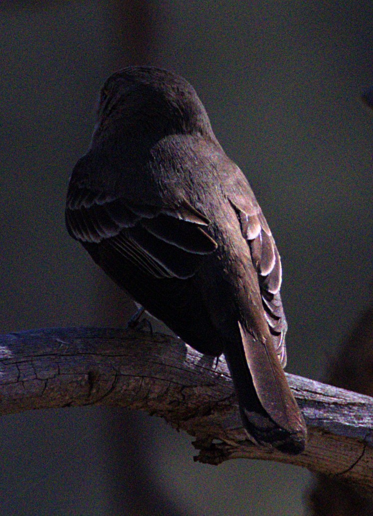 Western Wood-Pewee - ML621068790