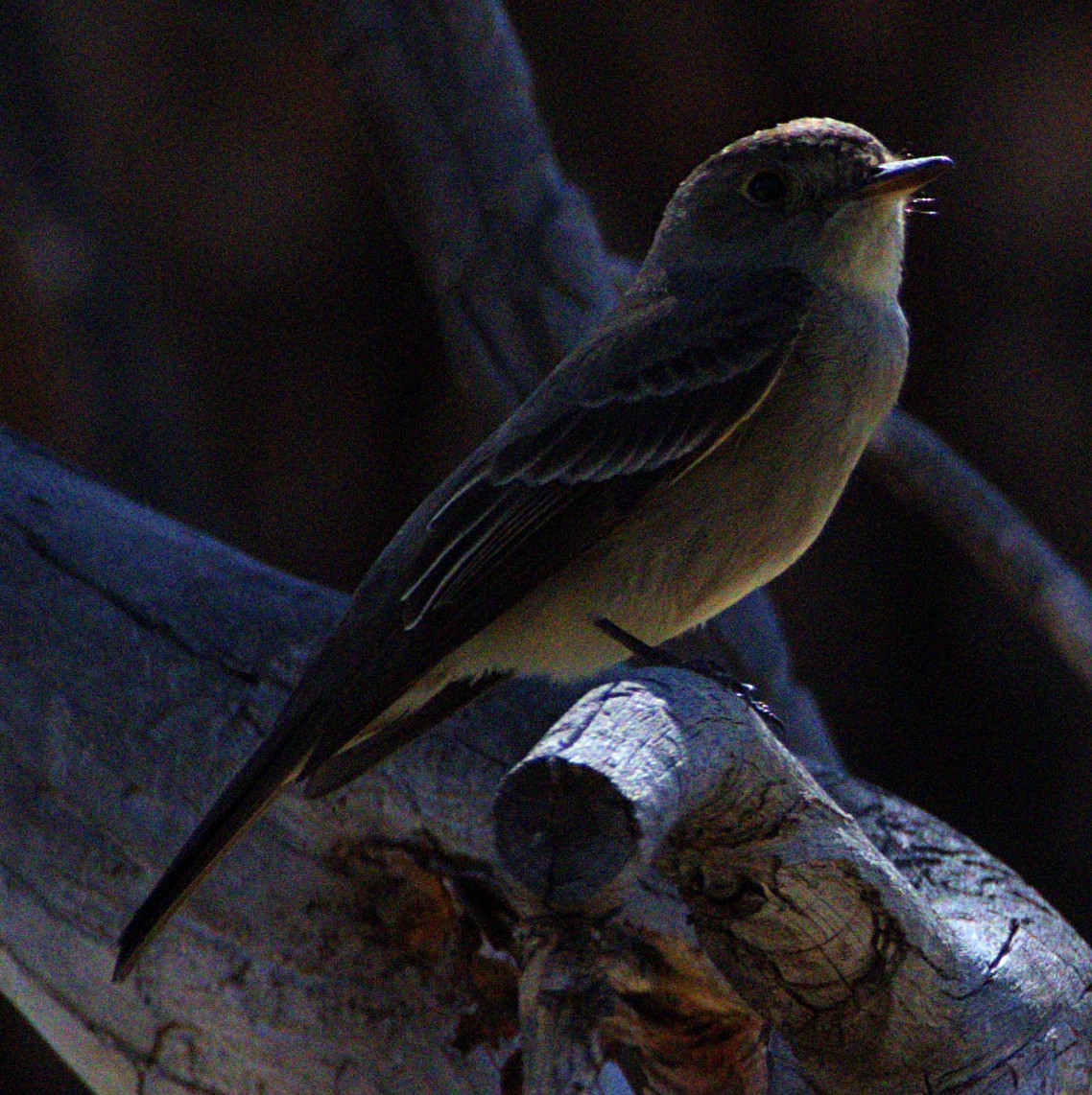 Western Wood-Pewee - ML621068792