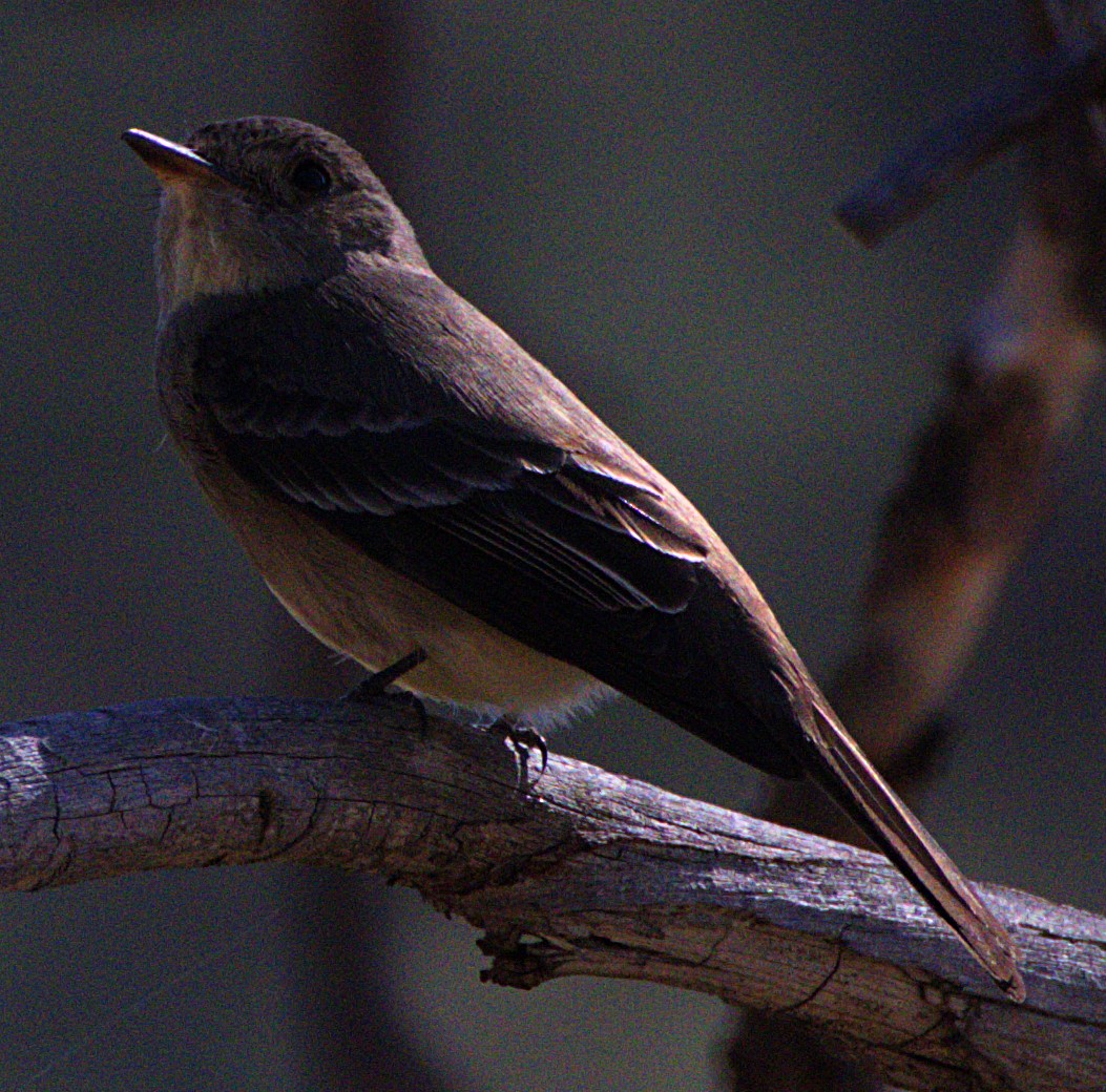 Western Wood-Pewee - Andrew Melnick