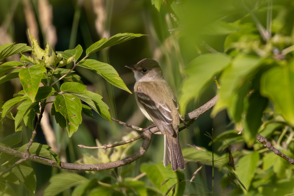 Willow Flycatcher - ML621068796