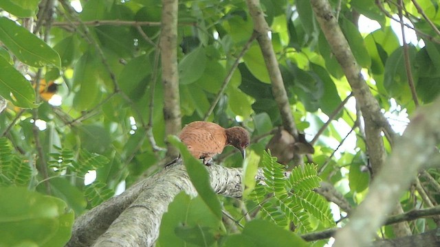 Rufous Woodpecker - ML621068801