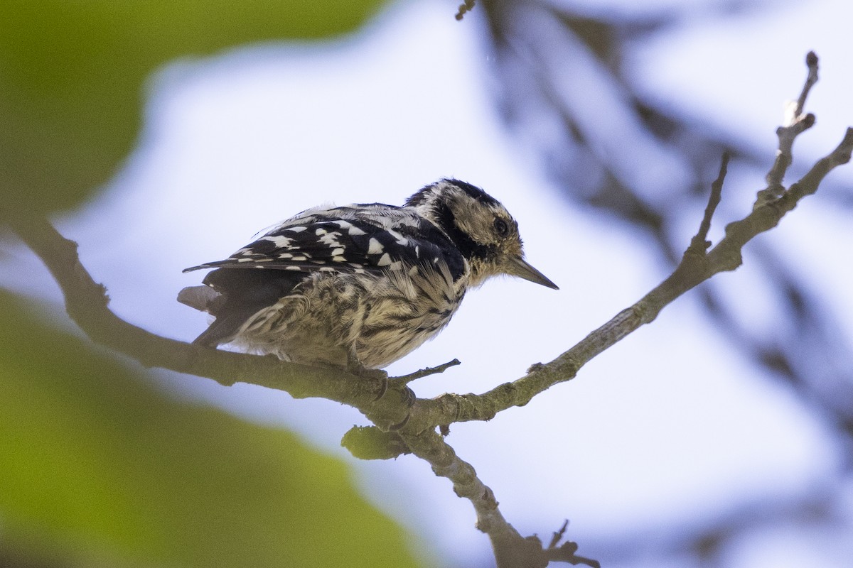 Lesser Spotted Woodpecker - ML621068821