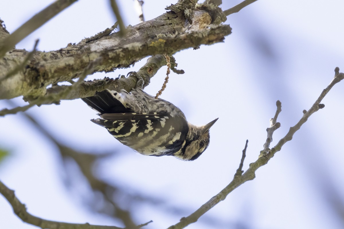 Lesser Spotted Woodpecker - ML621068822