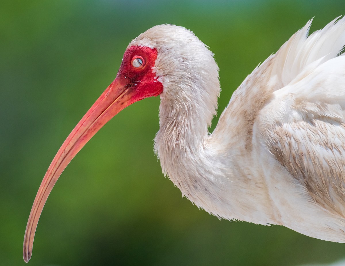 ibis bílý - ML621068829