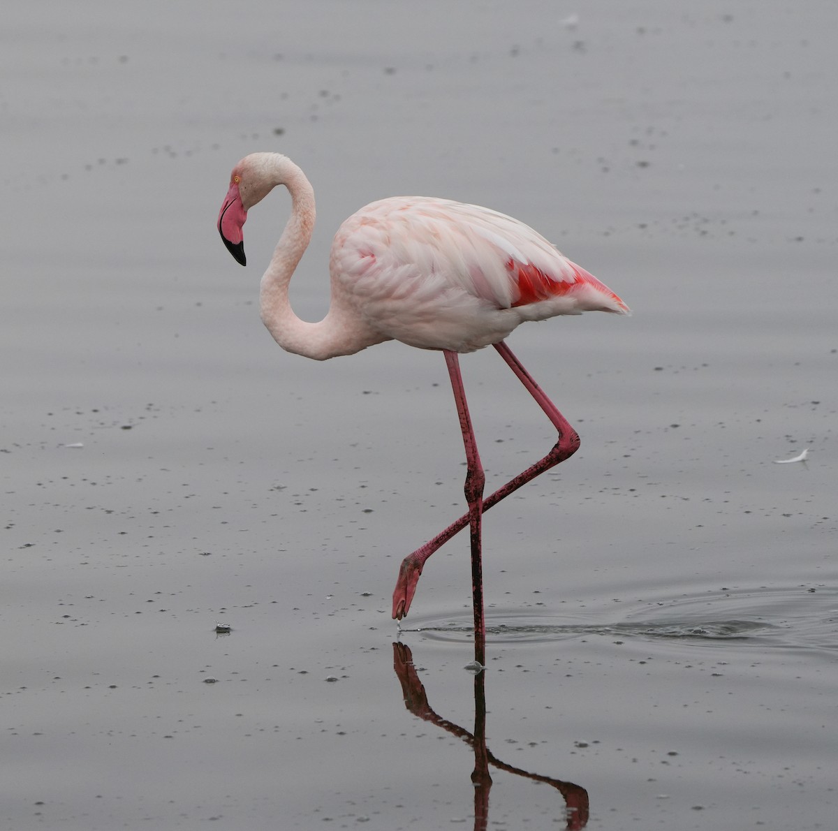 Greater Flamingo - ML621068834