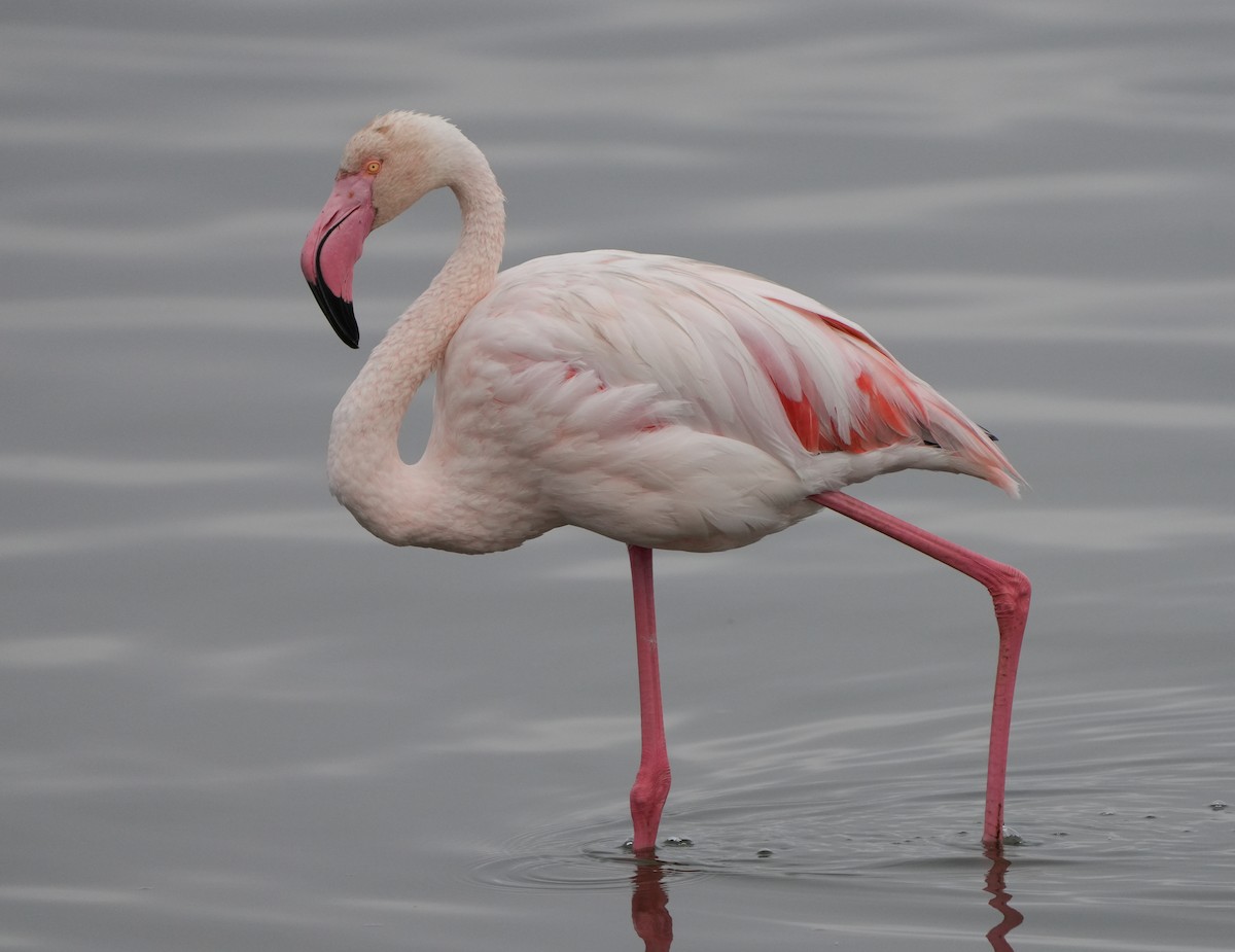 Greater Flamingo - ML621068837