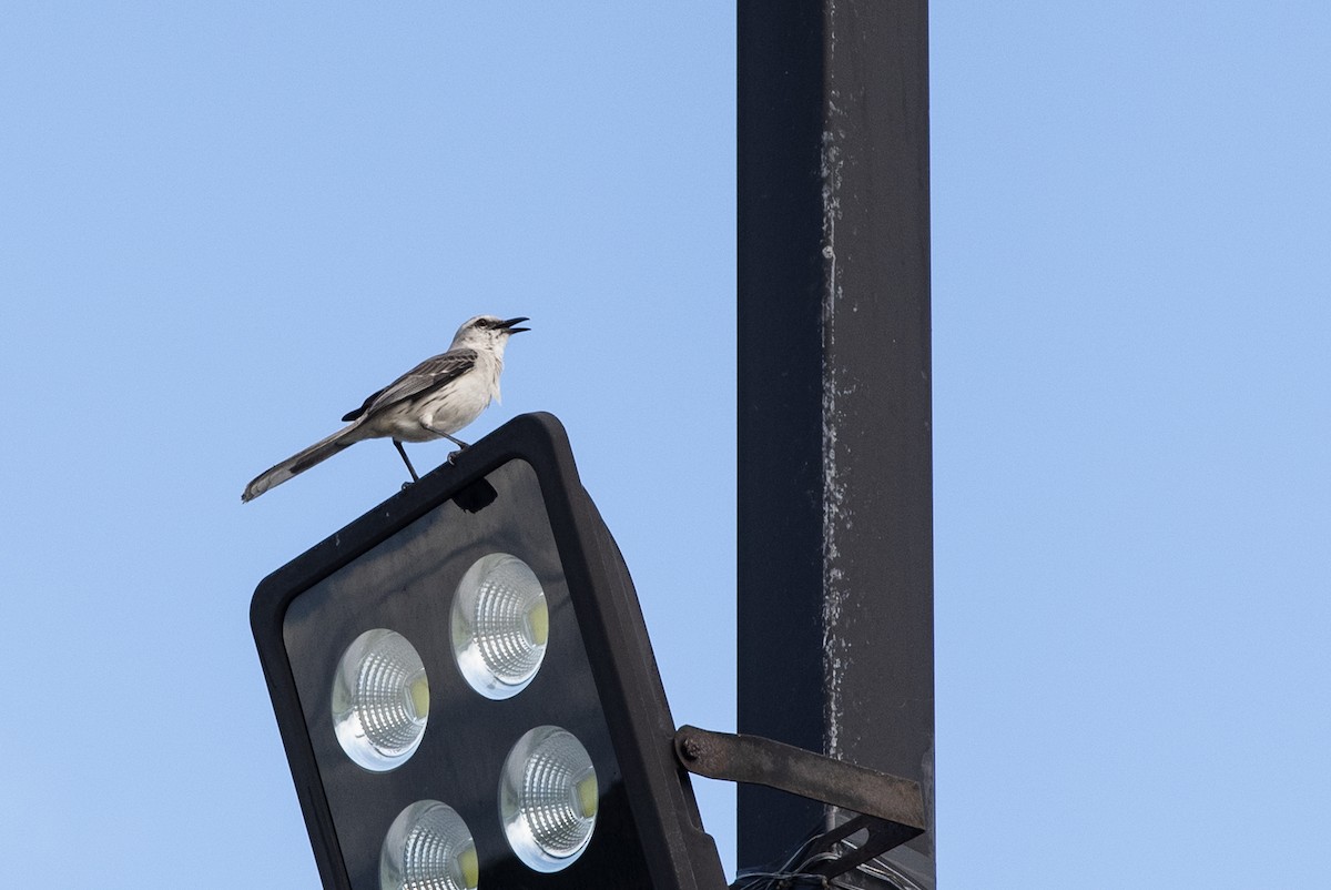 Chalk-browed Mockingbird - ML621068840