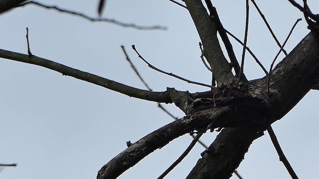 Asian Brown Flycatcher - ML621068844