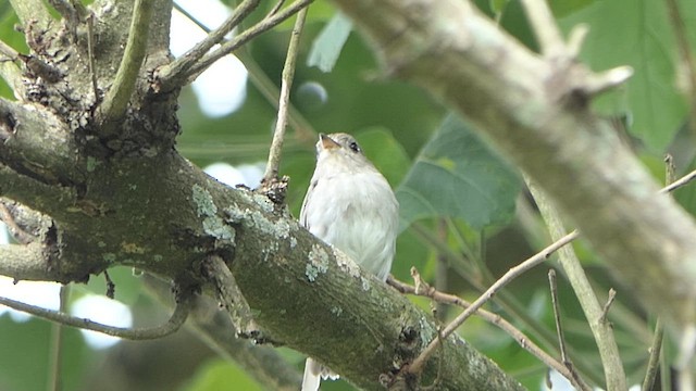 Asian Brown Flycatcher - ML621068847