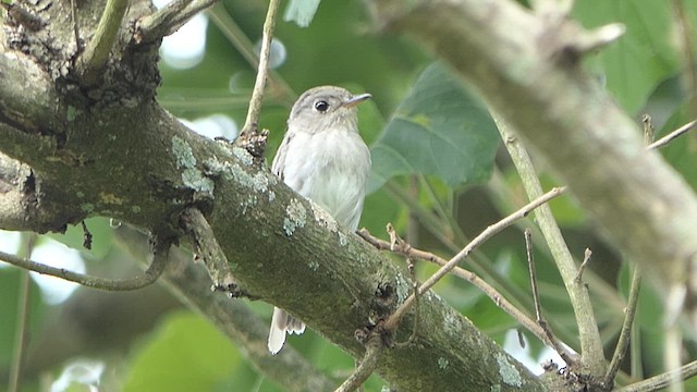 Asian Brown Flycatcher - ML621068848