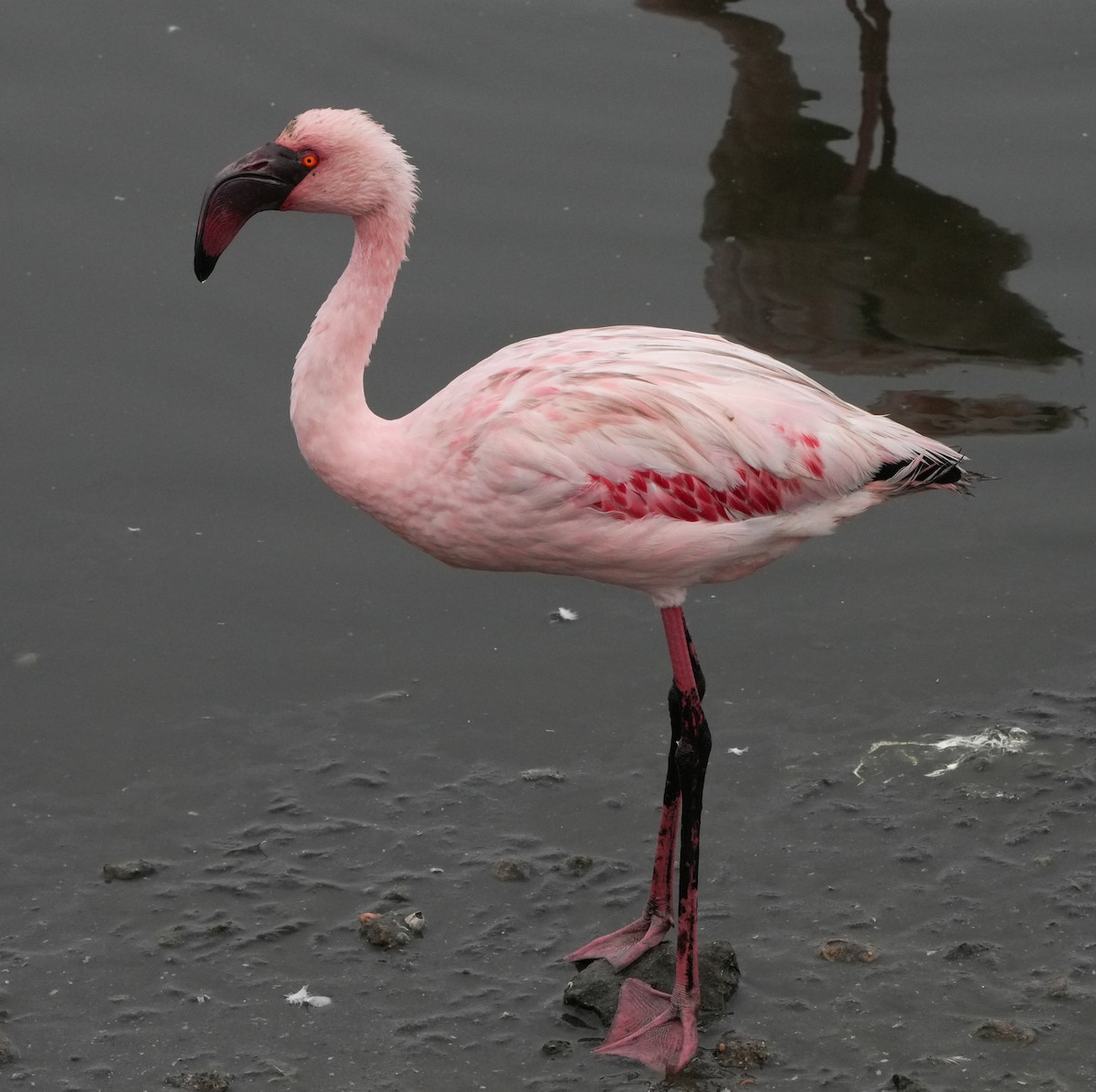 Lesser Flamingo - ML621068854