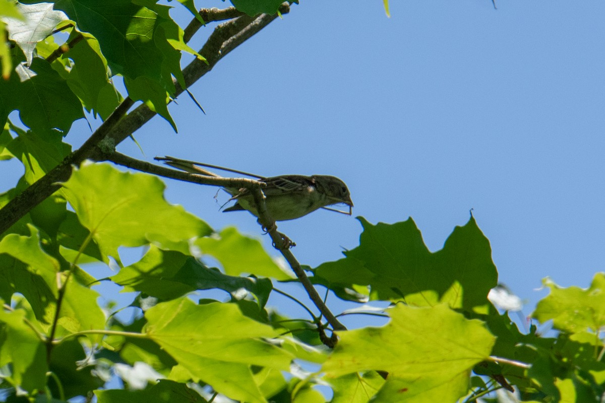 Field Sparrow - ML621068872