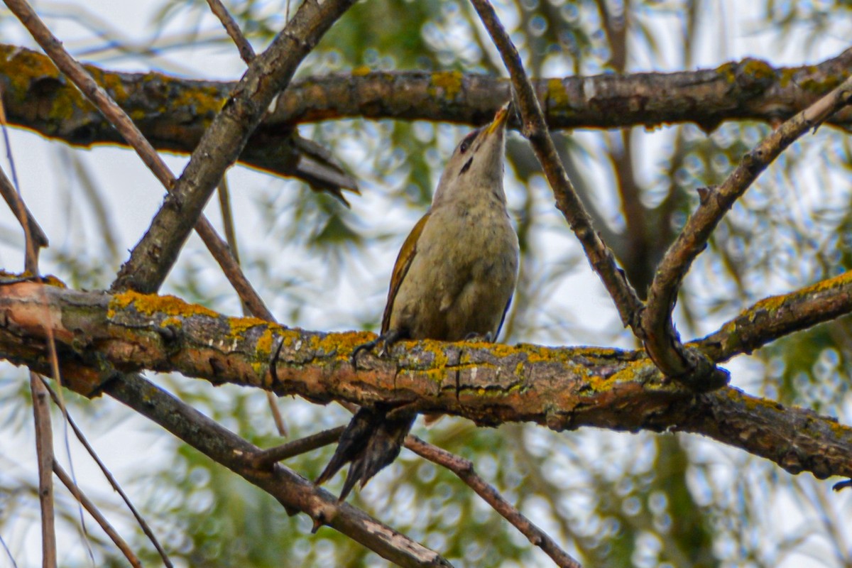Gray-headed Woodpecker - ML621068873