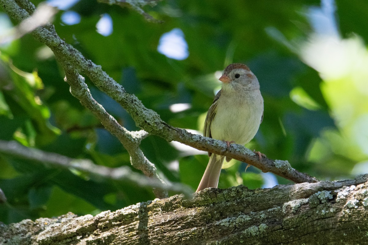 Field Sparrow - ML621068875