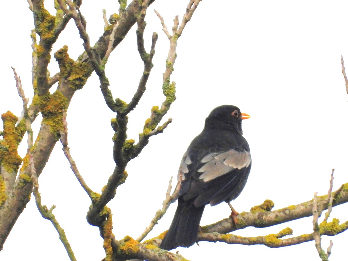 Gray-winged Blackbird - ML621068897