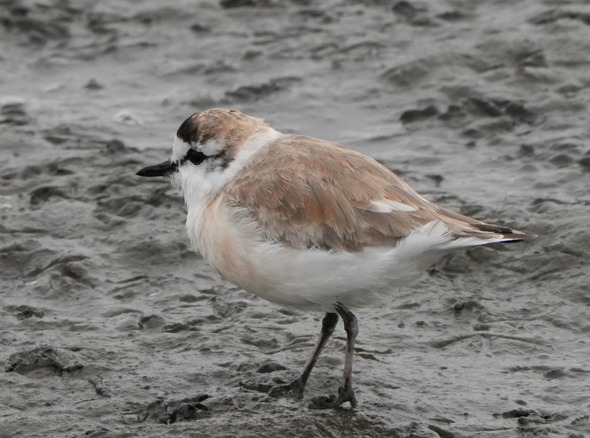 White-fronted Plover - ML621068907