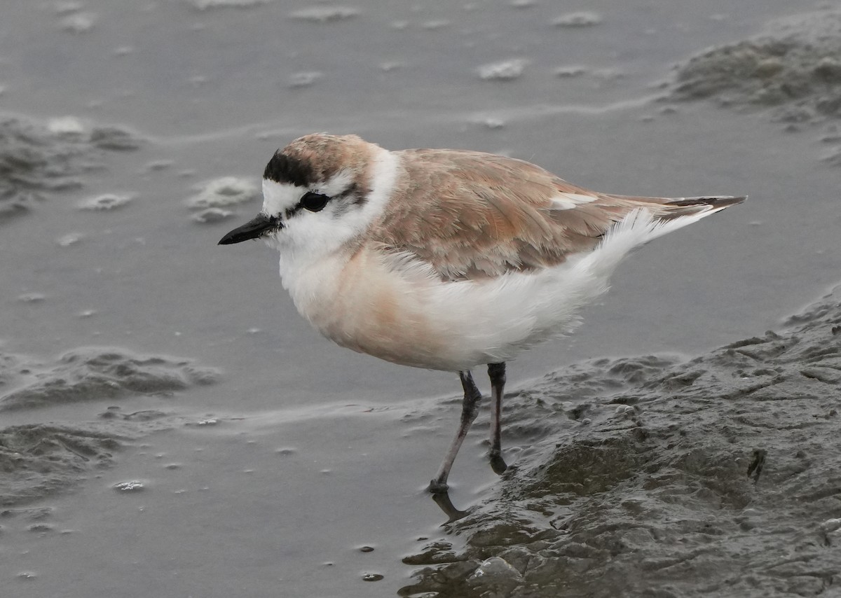 White-fronted Plover - ML621068908