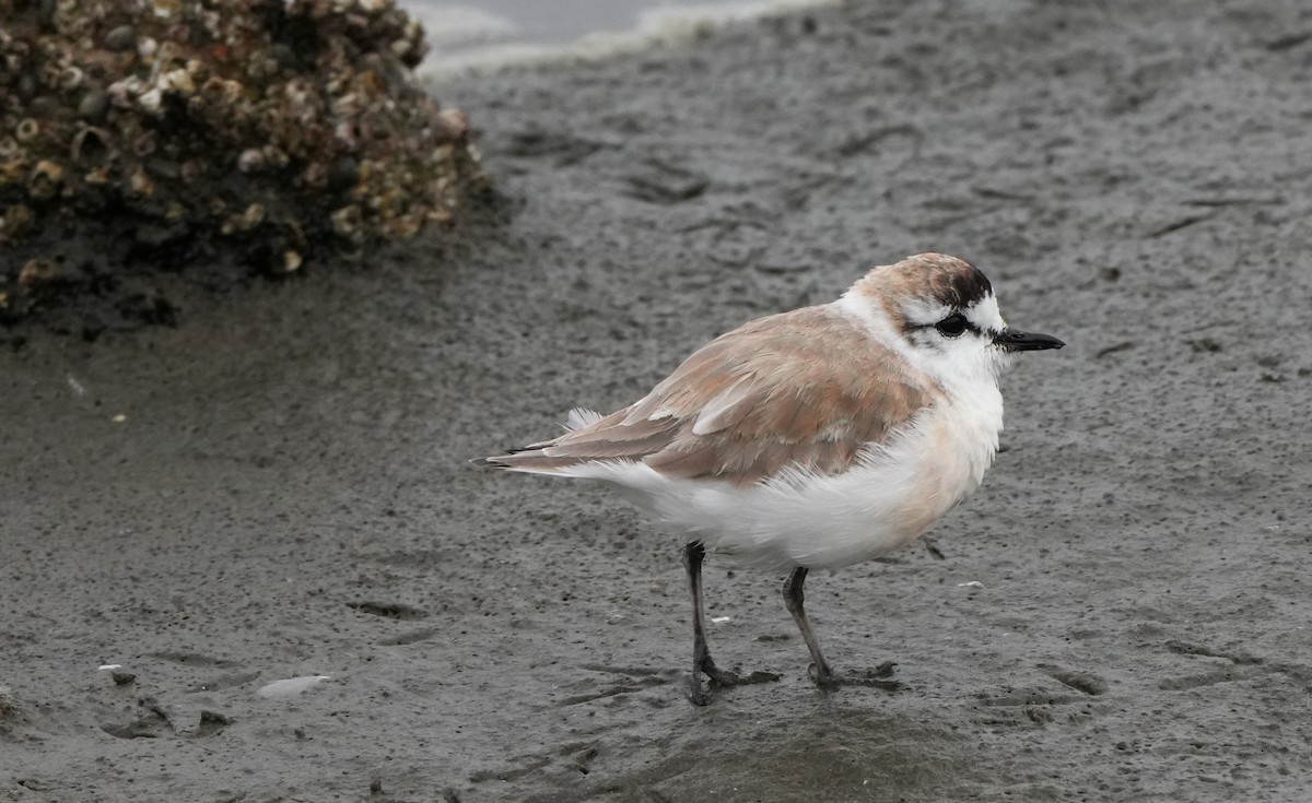 White-fronted Plover - ML621068909
