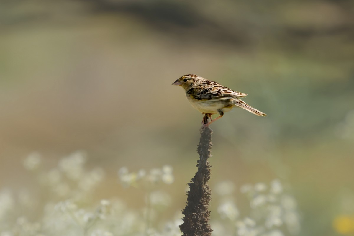 Grasshopper Sparrow - ML621068973