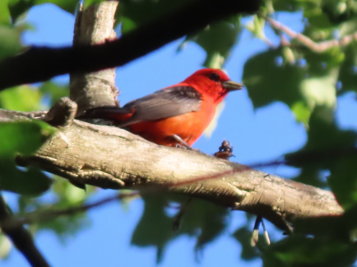 Scarlet Tanager - ML621069024