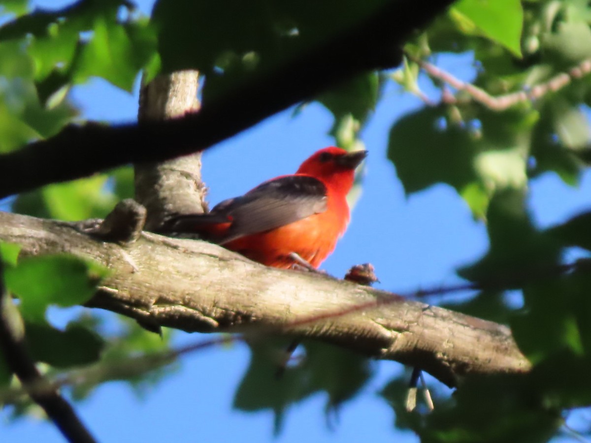 Scarlet Tanager - ML621069025