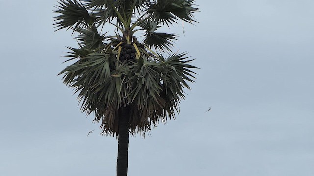 Asian Palm Swift - ML621069048