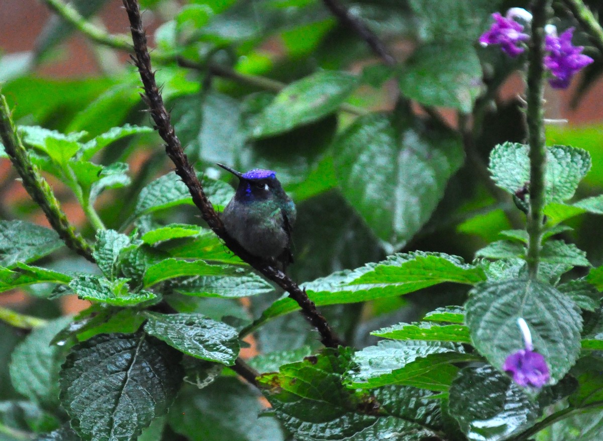 Violet-headed Hummingbird - Jerry Davis