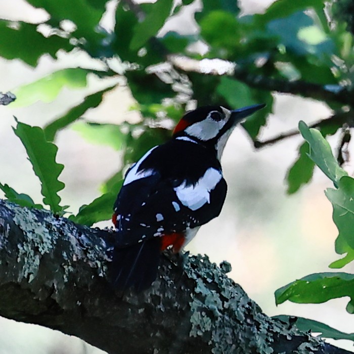 Great Spotted Woodpecker - Jaime Pires