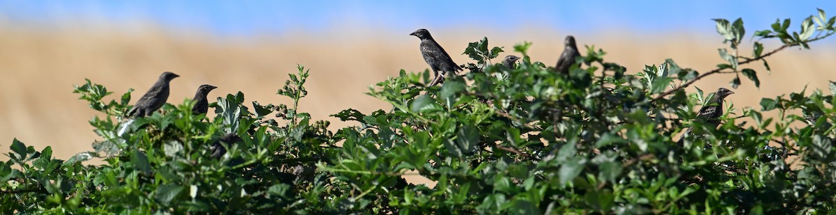 Tricolored Blackbird - jerald britten