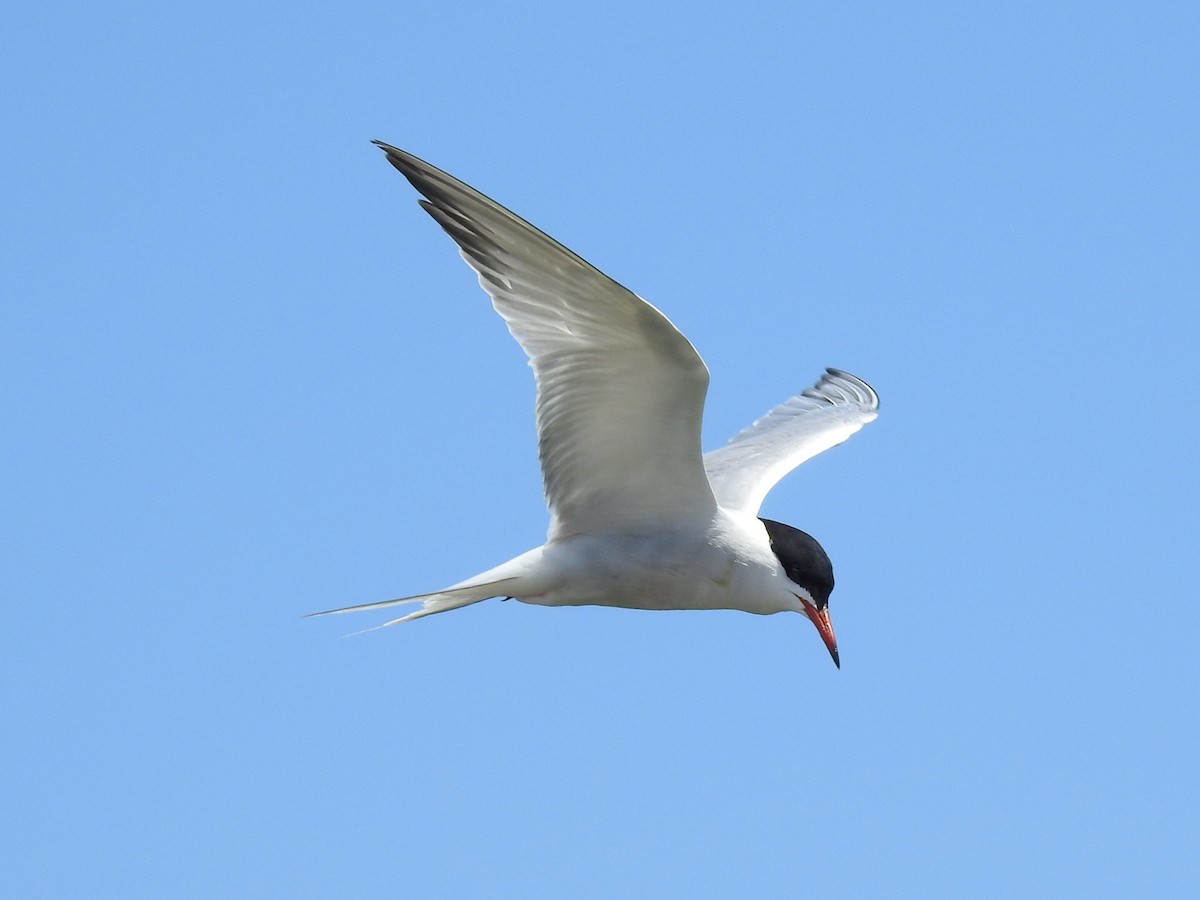 Common Tern - ML621069083