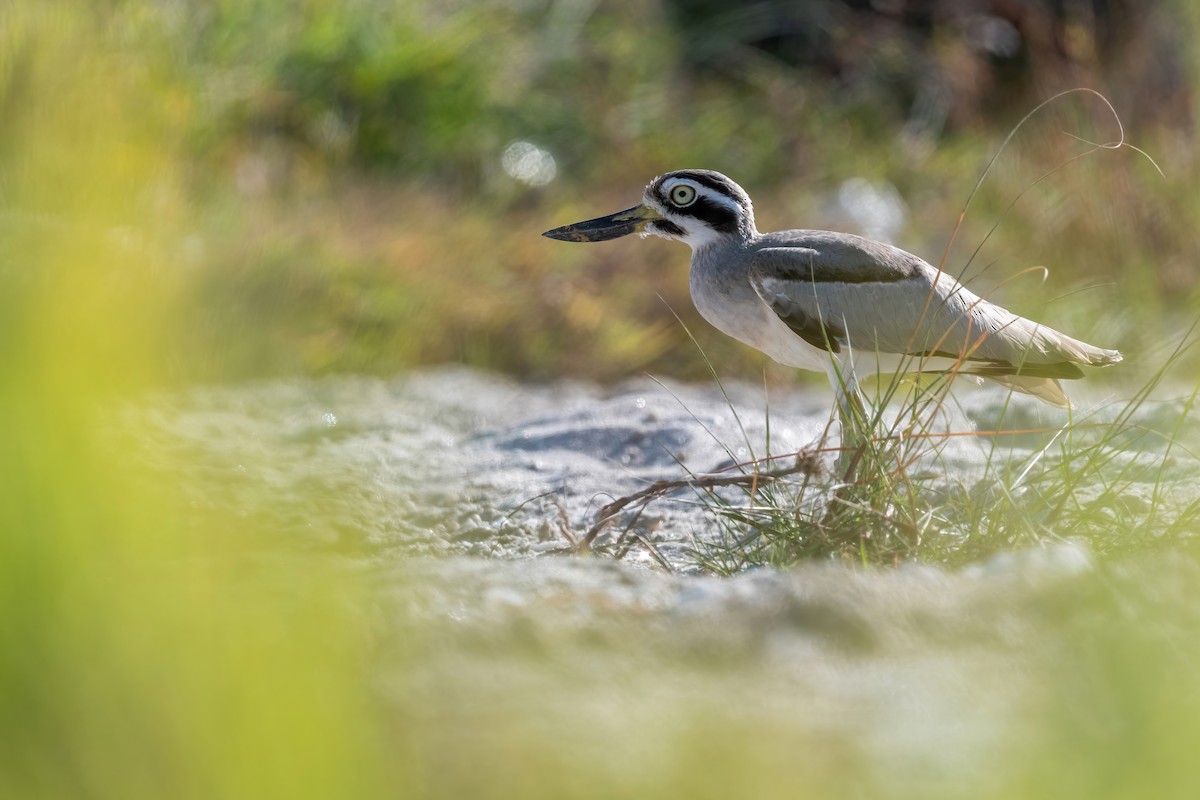 Great Thick-knee - ML621069117