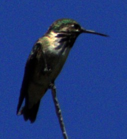 Calliope Hummingbird - ML621069179