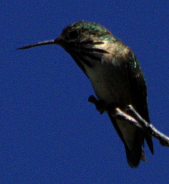 Calliope Hummingbird - ML621069184
